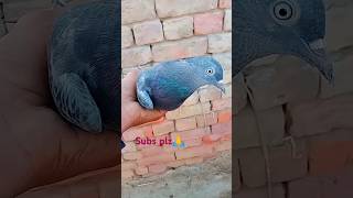 ajj hamara ya black pigeon gum ho gya hai jis ka pas hai wapis kro😱😱 plz trending birds 😱😱 [upl. by Lehcnom]