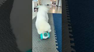 🐕Smart Pet Food Dispenser Toys 🐩 shopify dropshipping shorts pets toys tiktok ecommerce yt [upl. by Wakefield]