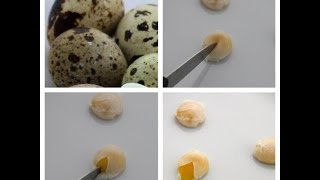 Poaching Perfection Delicious Quail Egg Recipes [upl. by Jacoba]