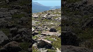 Ptarmigans on Mount Elbert Colorados Highest Peak 14440 mountains colorado [upl. by Sabanrab63]