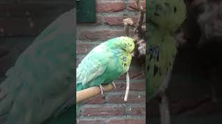 budgies parakeets parkieten budgieslife budgerigars budgiesshorts engelsegrasparkieten [upl. by Braden]