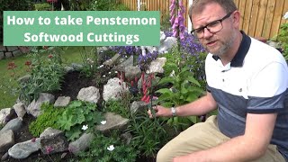 Taking Penstemon Cuttings the Easy Way  How to Propagate  Softwood Cuttings  Hardy Perennials [upl. by Jamill]