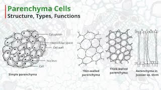 Parenchyma Cells  Structure Types Functions [upl. by Robinet]