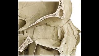 ETHMOID BONE ANATOMY [upl. by Bushweller]