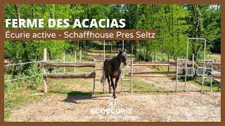 Ecurie Active Ferme des Acacias  SCHAFFHOUSE PRES SELTZ [upl. by Vijnas]