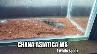 Progresan Chana ASIATICA WS white spot Keepan 2 Minggu Dari Ukuran 5cm Beli Di Pasar [upl. by Naima]