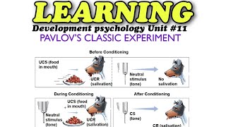 LEARNING  According to Psychology how do we learn amp give response to a stimulus  PavlovExperiment [upl. by Lleval]