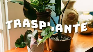 Trasplante de plantas de interior  Planta Me [upl. by Dich459]