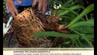 Garden Tips Dividing Agapanthus 6032014 [upl. by Neehsas]