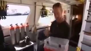 Great White Sharks  The Wildlife Channel Documentary [upl. by Valina]