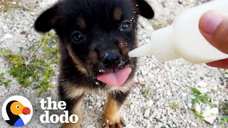 Study Abroad Student Finds A Puppy On The Beach And❤️  The Dodo [upl. by Cristie]