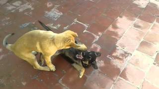 Chien berger malinois vs chien berger allemand [upl. by Eniarral]