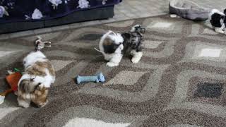 Shih Tzu Puppies For Sale [upl. by Gintz]