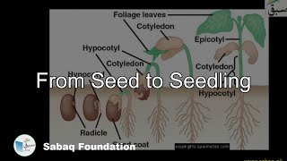 From Seed to Seedling Biology Lecture  Sabaqpk [upl. by Malvino951]