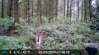 Deer Triggers Our Trail Camera [upl. by Norad]