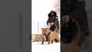 KING Pitbull👑 Vs Rottweiler🔥 Fight😱 shorts [upl. by Parris]