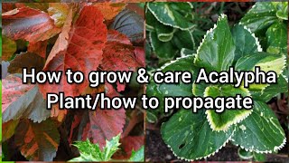 How to Grow and Care Acalypha Plant How to Grow Acalypha by Cutting Easy Propagation of Acalypha [upl. by Ybrek]