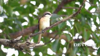 Brown Shrike 紅尾伯勞 [upl. by Ursuline]