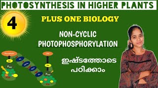 NONCYCLIC PHOTOPHOSPHORYLATION  PHOTOSYNTHESIS IN HIGHER PLANTS 1 BIOLOGY IN MALAYALAM [upl. by Jan]