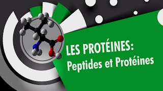 Les peptides et les proteines  Les proteines 34 [upl. by Rosenblast]