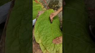 Fresh tobacco leaves processing satisfying agriculture asmrsounds [upl. by Algar]