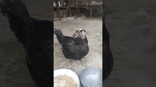 black baby chicks on Mother hens backyard 09876 shorts babychicks henandchicks chicks henvideo [upl. by Selene]