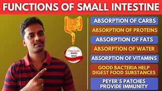 FUNCTIONS OF SMALL INTESTINE  TAMIL [upl. by Hofstetter]