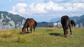 Auf der Postalm Salzkammergut [upl. by Press]