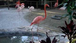 Flamingos Busch Gardens in Tampa [upl. by Idram949]