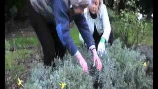 How to Prune Lavender [upl. by Siloam]