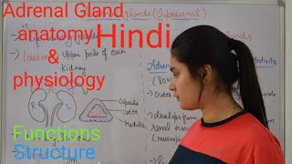 Adrenal gland anatomy amp physiology in Hindi  functions  structure  Rj Medical Education [upl. by Fesuy691]