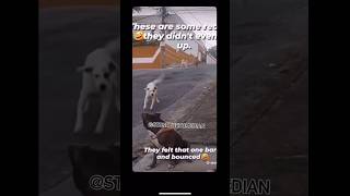 Free Clifford 😭 I’m weak funny shorts dogshorts comedy trending shortsfeed viralvideo [upl. by Fritts220]