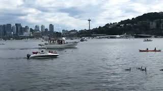 Wildife of Lake Union Seattle Canada Geese [upl. by Nilcaj]