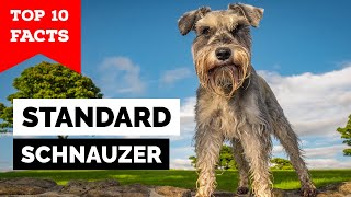 Standard Schnauzer  Top 10 Facts [upl. by Niamreg]