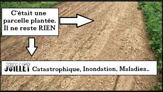 JUILLET sous leau  INNONDATION Froid amp Maladies au jardin potager dété  Quoi faire [upl. by Solberg]