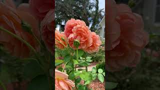 Pat Austin rose lovely fragrant davidaustin rose englishrose gardentime orangerose [upl. by Corbett]