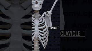 Pectoral Girdle  Glenoid cavity  Humerus anatomy bones ncert biology skeleton clavicle [upl. by Trab977]