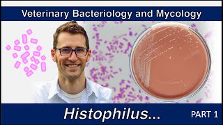 Histophilus and Glaesserella Part 1  Veterinary Bacteriology and Mycology [upl. by Elboa300]