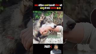 Will the wolf be able to save his friend minivlog explaind shortvideo shorts tiktok [upl. by Gilmer154]