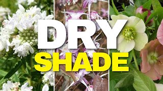 Tough Plants for Dry Shade Gardens [upl. by Ashil519]