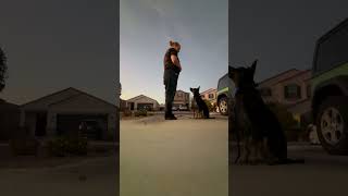 1 yo Mix Breed Jackson  Best Mixed Breed Trainers  Off Leash K9 Training Phoenix [upl. by Neelac]