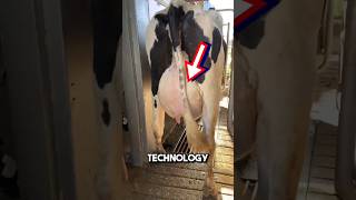 Fully automated milking machine 😱 shorts oddlysatisfying [upl. by Ciredec]