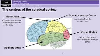 ALevel Psychology AQA Biopsychology  Localisation of Function in the Brain [upl. by Anika]