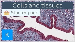 Cells and tissues types and characteristics  Human histology  Kenhub [upl. by Daniels853]