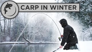 CATCH MORE CARP in WINTER with these 5 tips [upl. by Jacinta119]