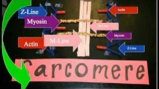 Sarcomere Projectmov [upl. by Orren]