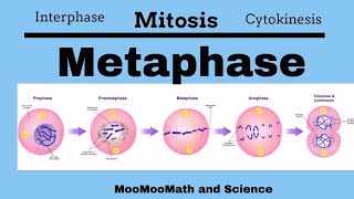 Metaphase Mitotic Stages [upl. by Lemak707]