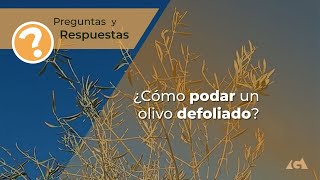 ¿Cómo podar un olivo defoliado [upl. by Nocaed]