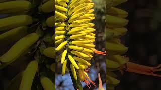 Aloe plant in full bloom natural sound [upl. by Judie]