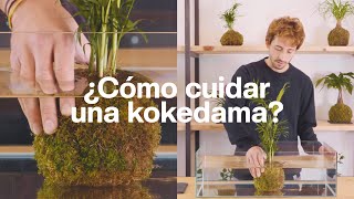 ¿Cómo cuidar una kokedama [upl. by Primaveria431]